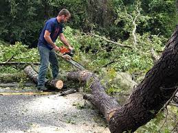 Best Emergency Tree Removal  in Gorman, NC