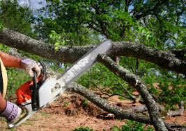 Best Stump Grinding and Removal  in Gorman, NC