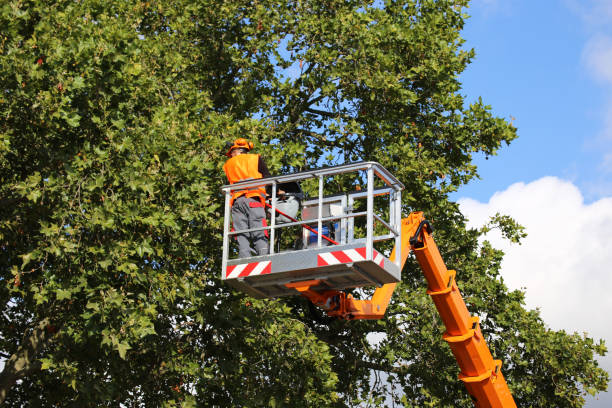 Why Choose Our Tree Removal Services in Gorman, NC?