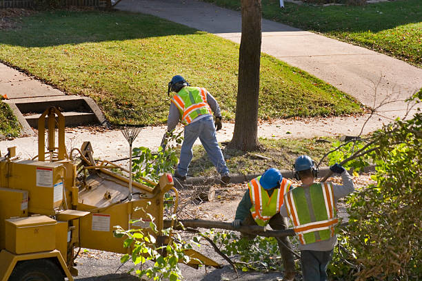 Best Lawn Drainage Solutions  in Gorman, NC