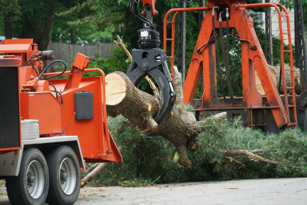 Best Palm Tree Trimming  in Gorman, NC