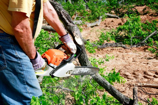 Best Commercial Tree Services  in Gorman, NC